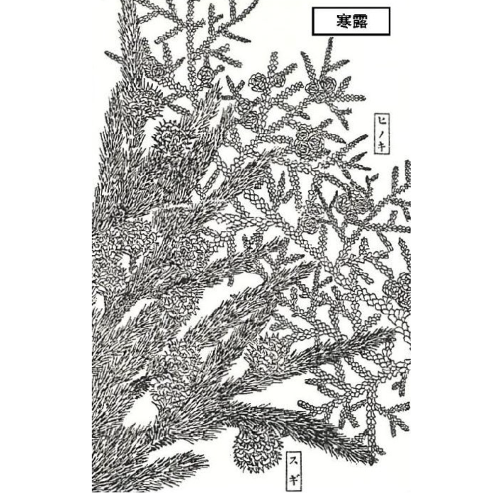 吉野杉