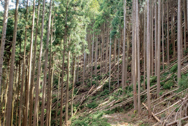 森林の写真