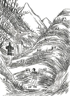 吉野杉