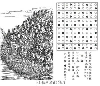 吉野杉