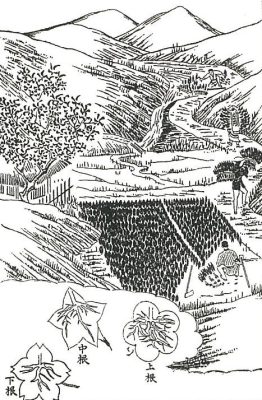 吉野杉