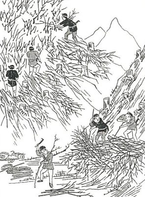 吉野杉