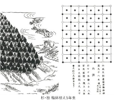 吉野杉