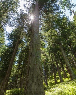 吉野杉