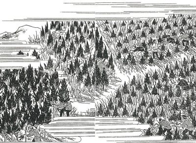 吉野杉