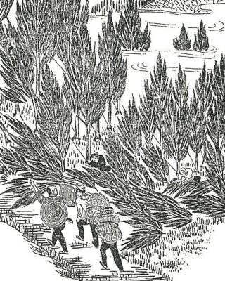 吉野杉