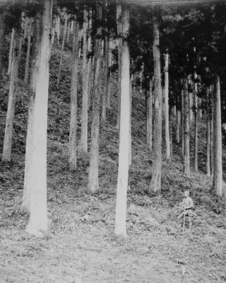 吉野杉