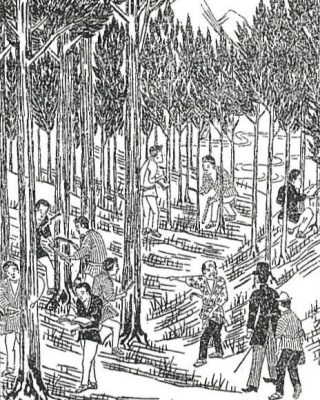 吉野杉
