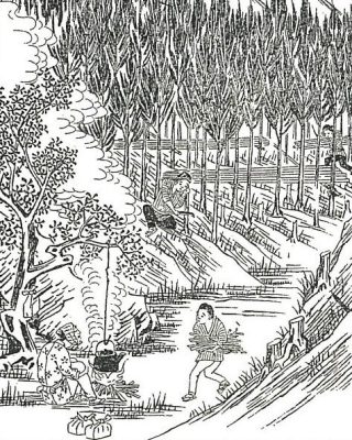 吉野杉