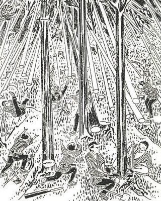 吉野杉